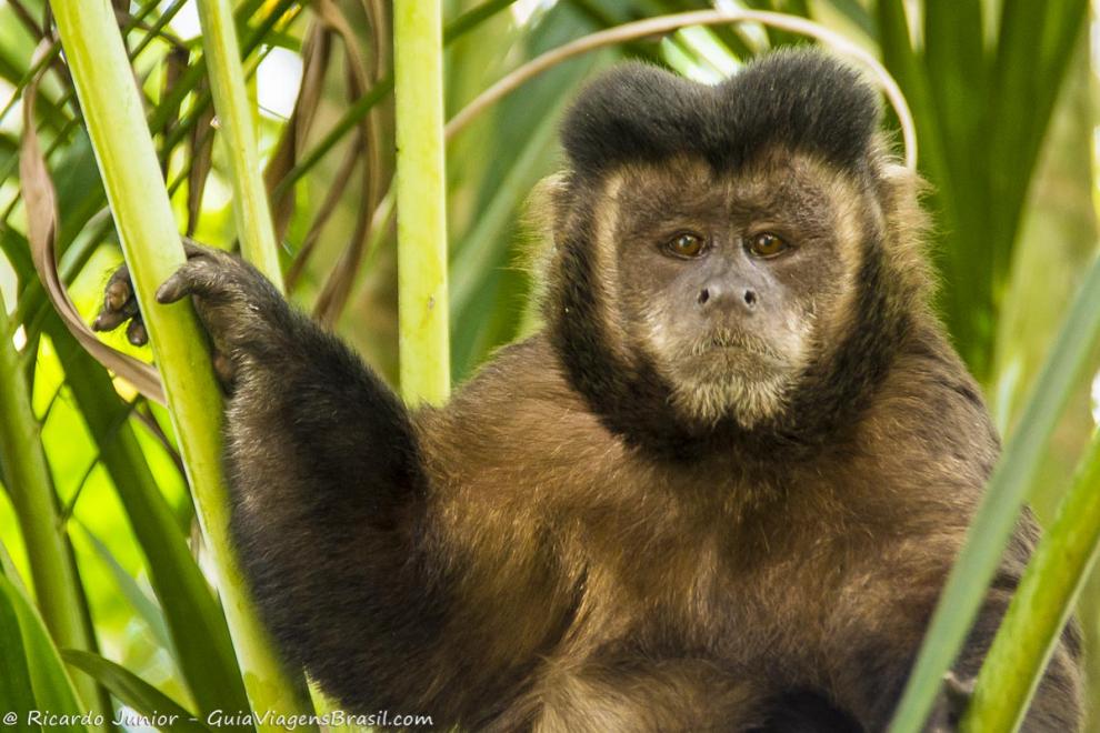 Imagem do rosto de um macaco no Parque de Itatiaia.